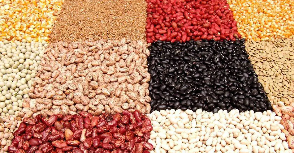 Hülsenfrüchte - BioTechUSA